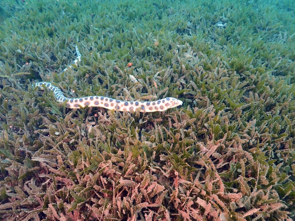 A Wild Dive Week I Never Expected in Barbados