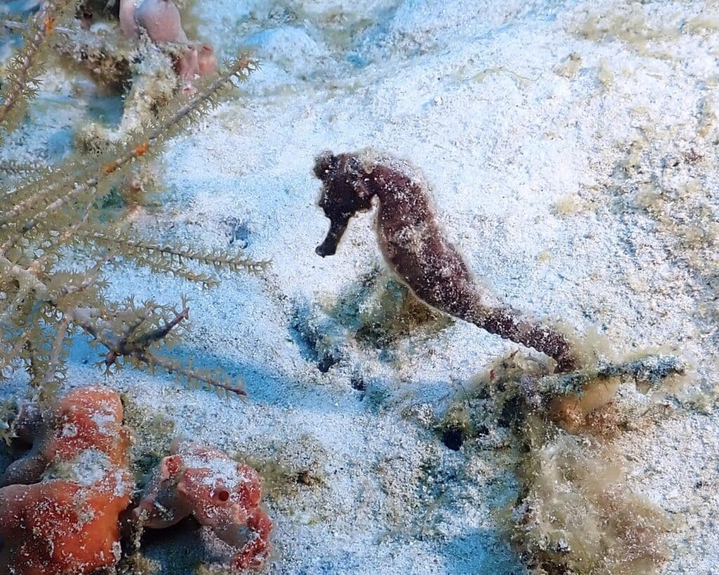 A Wild Dive Week I Never Expected in Barbados