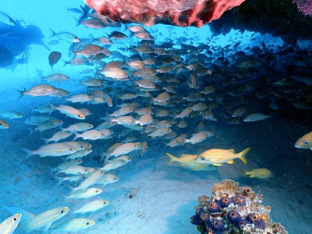 A Wild Dive Week I Never Expected in Barbados