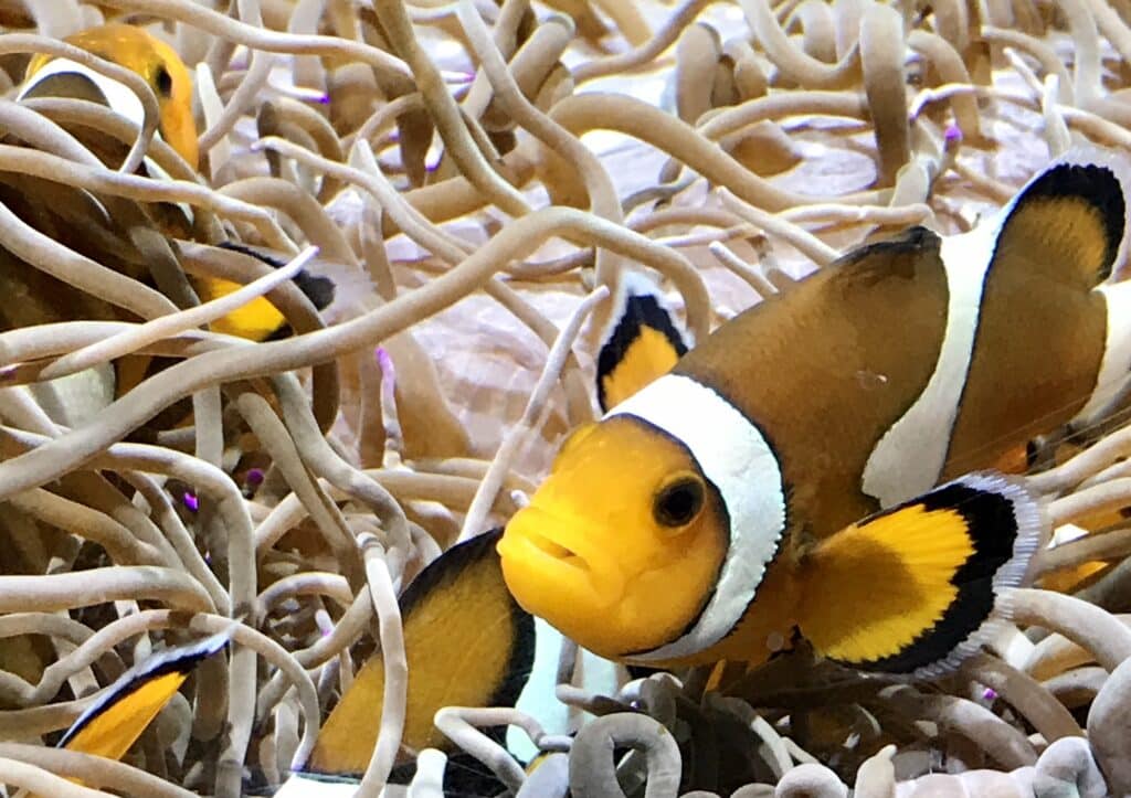 Clownfish swimming among sea anemone tentacles at Oceanogràfic Valencia, a popular stop among the top things to do in Valencia.